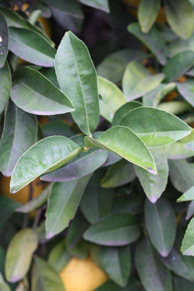            Sun leaves (Riverside, CA)   